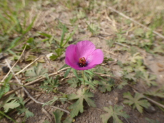 Modiolastrum gilliesii