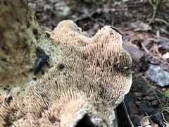 Sarcodon atroviridis