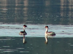 Podiceps occipitalis occipitalis