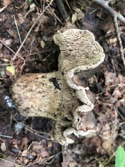 Sarcodon atroviridis