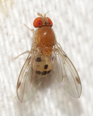Leucophenga varia