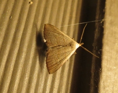 Macrochilo litophora