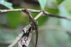 Anolis trachyderma