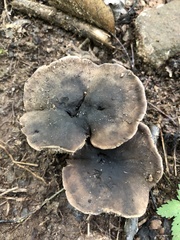 Sarcodon atroviridis