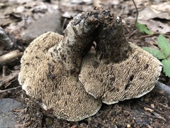 Sarcodon atroviridis