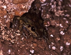 Petropedetes parkeri