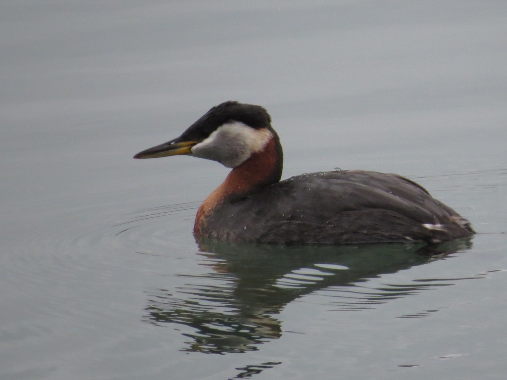 Red-necked Grebe