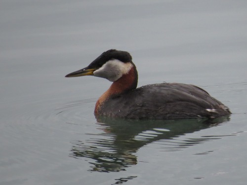 Red-necked Grebe