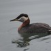 Holbøll's Red-necked Grebe - Photo (c) Matt Garvin, some rights reserved (CC BY-SA), uploaded by Matt Garvin