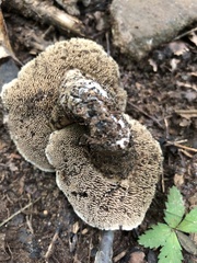 Sarcodon atroviridis