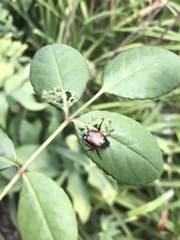 Popillia japonica