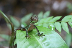 Enyalioides laticeps