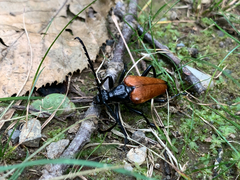 Stenelytrana emarginata