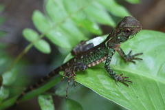 Enyalioides laticeps