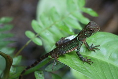 Enyalioides laticeps