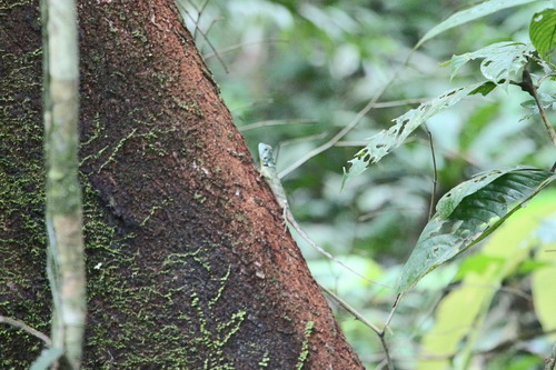 Plica umbra