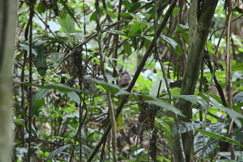 Ash-throated Gnateater (Conopophaga peruviana)