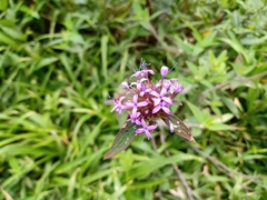 Crusea hispida