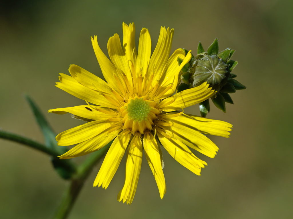 Picris hieracioides — a medium houseplant, prefers full sun light