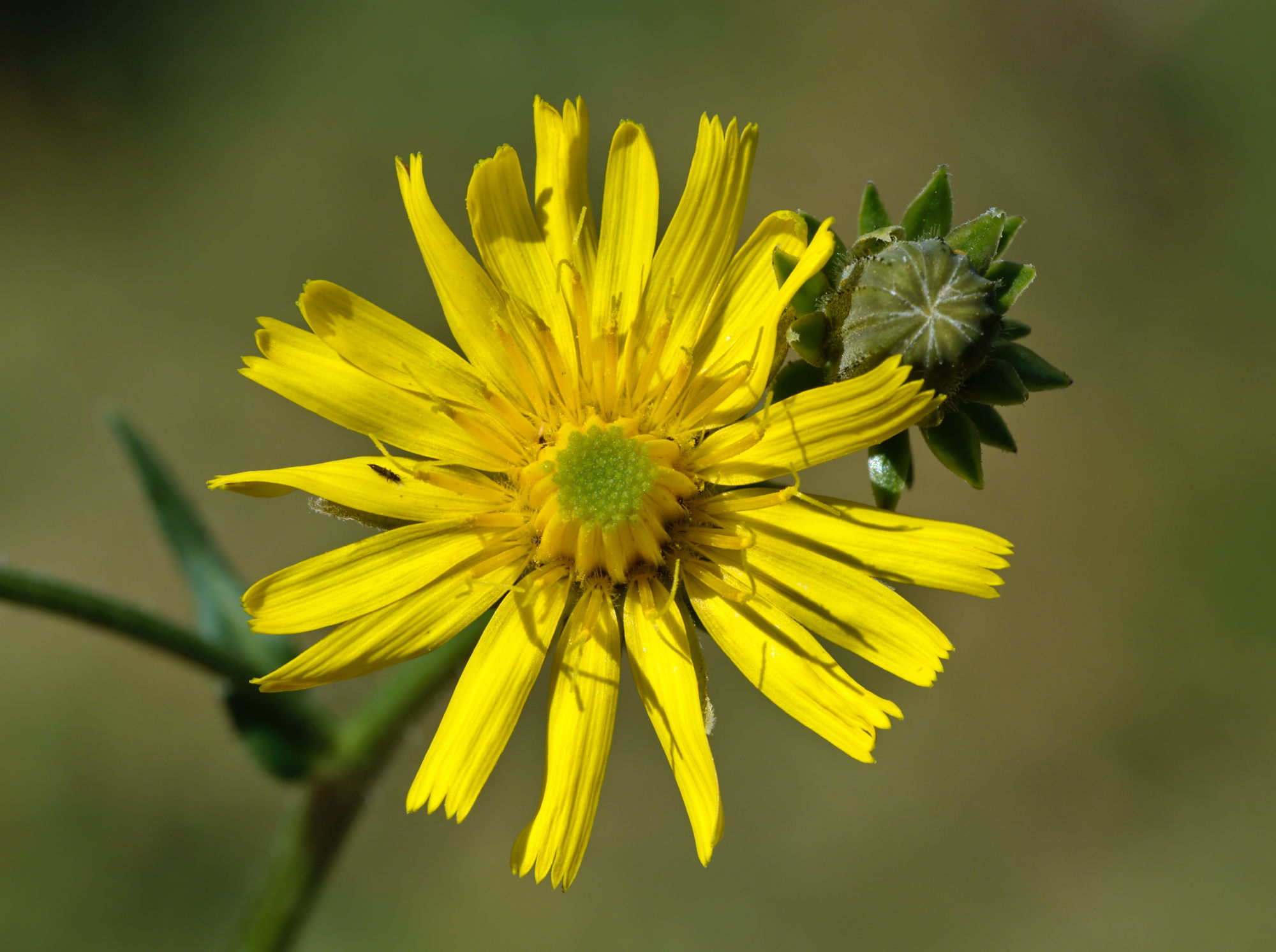 Picris hieracioides