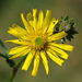 Hawkweed Oxtongue - Photo (c) Gilles San Martin, some rights reserved (CC BY-SA), uploaded by Gilles San Martin