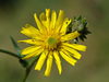 Hawkweed Oxtongue - Photo (c) Gilles San Martin, some rights reserved (CC BY-SA), uploaded by Gilles San Martin