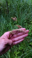 Scirpus pedicellatus