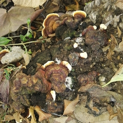 Ganoderma