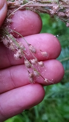 Scirpus pedicellatus