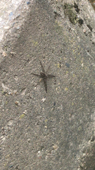 Dolomedes scriptus