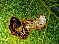 Stigmella speciosa