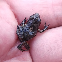 Eleutherodactylus nitidus