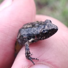 Eleutherodactylus nitidus