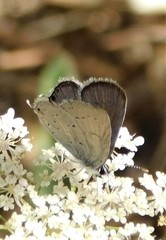 Cupido amyntula
