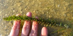 Hydrilla