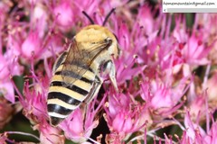 Colletes alini