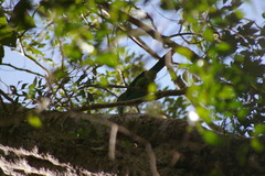 Aulacorhynchus coeruleicinctis