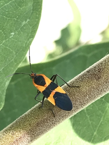 Large Milkweed Bug photographed in Missouri