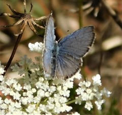 Cupido amyntula
