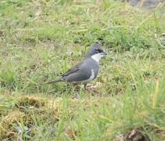 Diuca diuca chiloensis