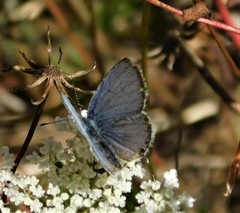 Cupido amyntula