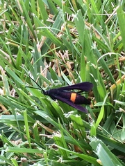 Synanthedon exitiosa