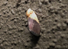 Ponometia semiflava