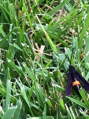 Synanthedon exitiosa