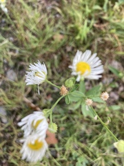 Erigeron