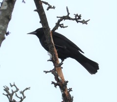 Curaeus curaeus curaeus