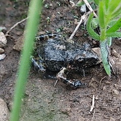 Eleutherodactylus nitidus