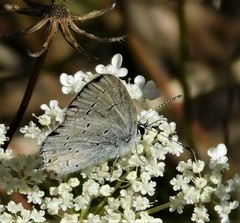 Cupido amyntula