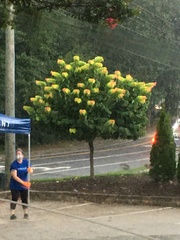 Rhododendron calendulaceum