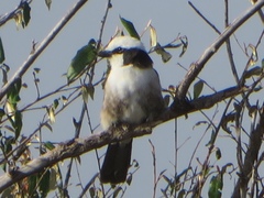 Eurocephalus ruppelli